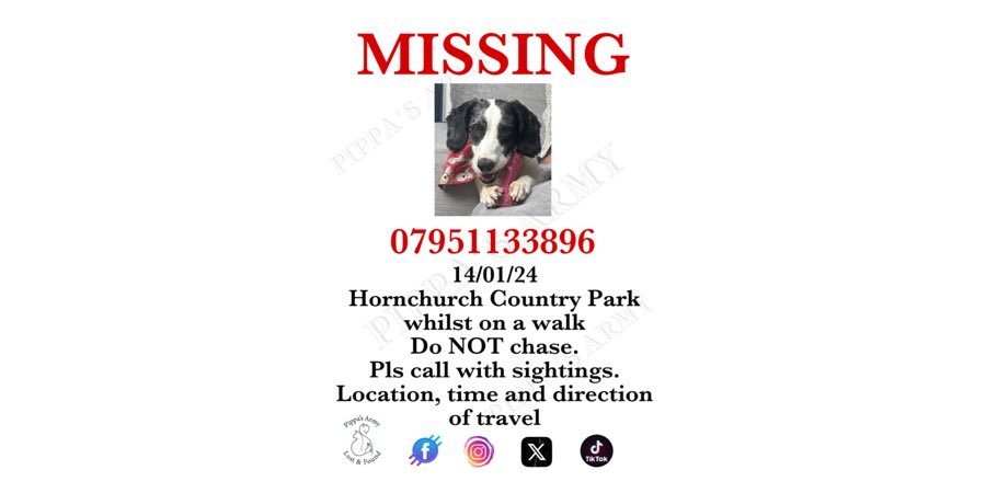 PippasArmy's tweet photo. @thedogfinder @HaveringDaily @DogLostUK @SAMPAuk_ @MissingPetsGB @Lorrain90964806 @missing_pets1 @WanderersHaven @P_Wicks01 @losttreasuresuk @rosieDoc2 
Ran off on a walk. Please share 🐾 https://t.co/vq0eaVrl3S