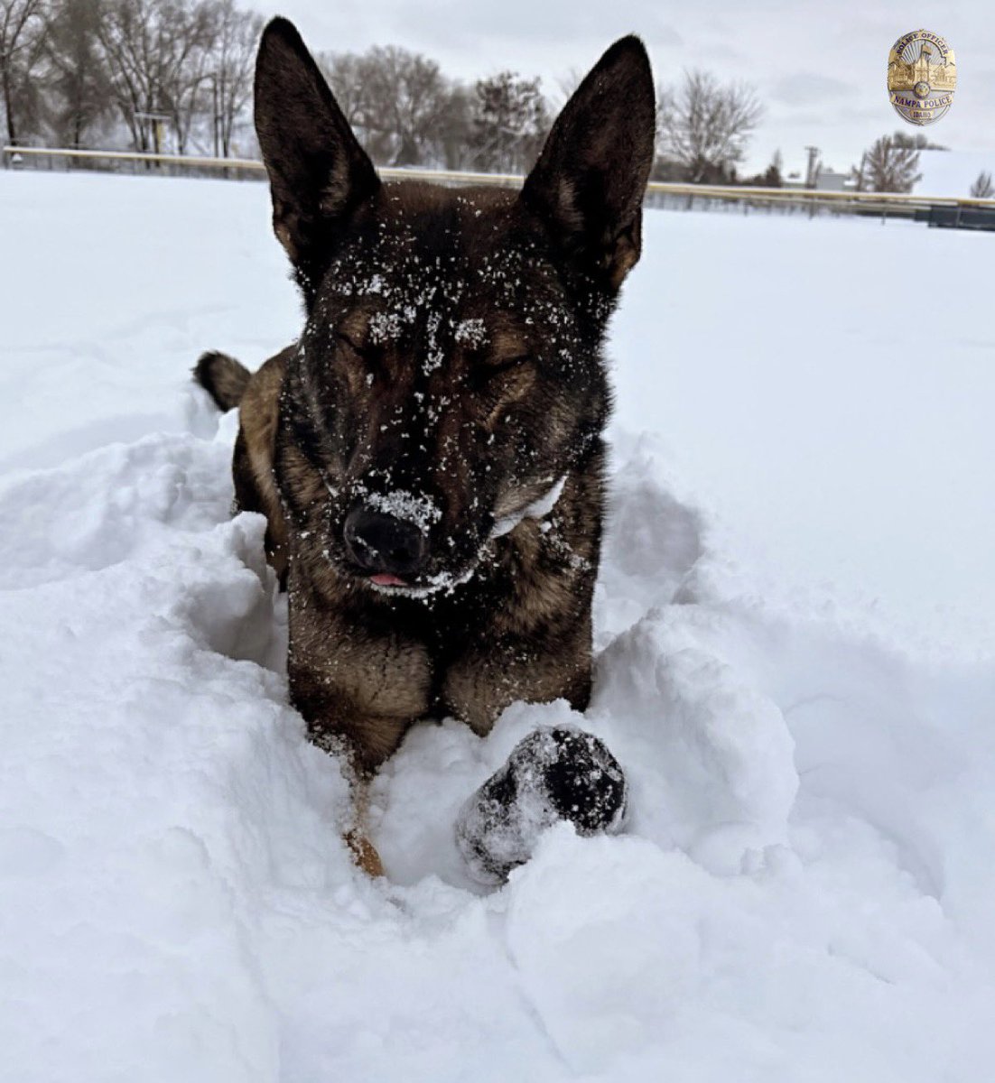 NampaPolice1's tweet photo. K-9 Fury was enjoying his afternoon break.
He was just… CHILLIN’
#NPDK9 #K9Fury #FunAtWork #IdahoWinter #Idaho https://t.co/qMwhG0R1PD