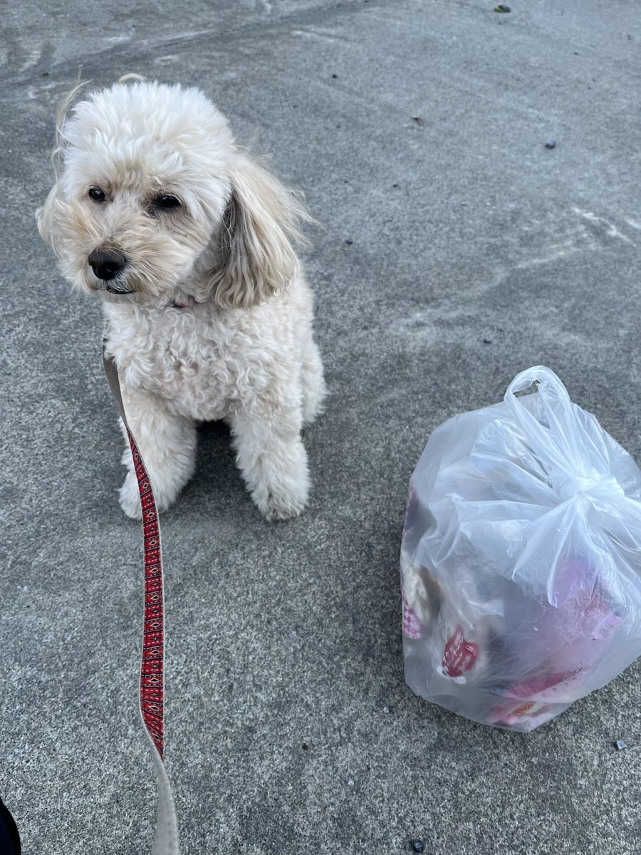 2p4Qg3ZI3jQGQNU's tweet photo. 犬の散歩しながらゴミ拾い活動。
お散歩ピカピカ隊
300回チャレンジ 231回目。

北風が強い朝でした。

今日も皆様良い一日をお過ごしください。

能登半島地震の被災地の皆様が1日も早く安心して暮らせますように。

#ゴミ拾い
#地域貢献
#社会貢献
#SDGs
#PloggingDog
#pickinguptrash https://t.co/cZkabfQLf7