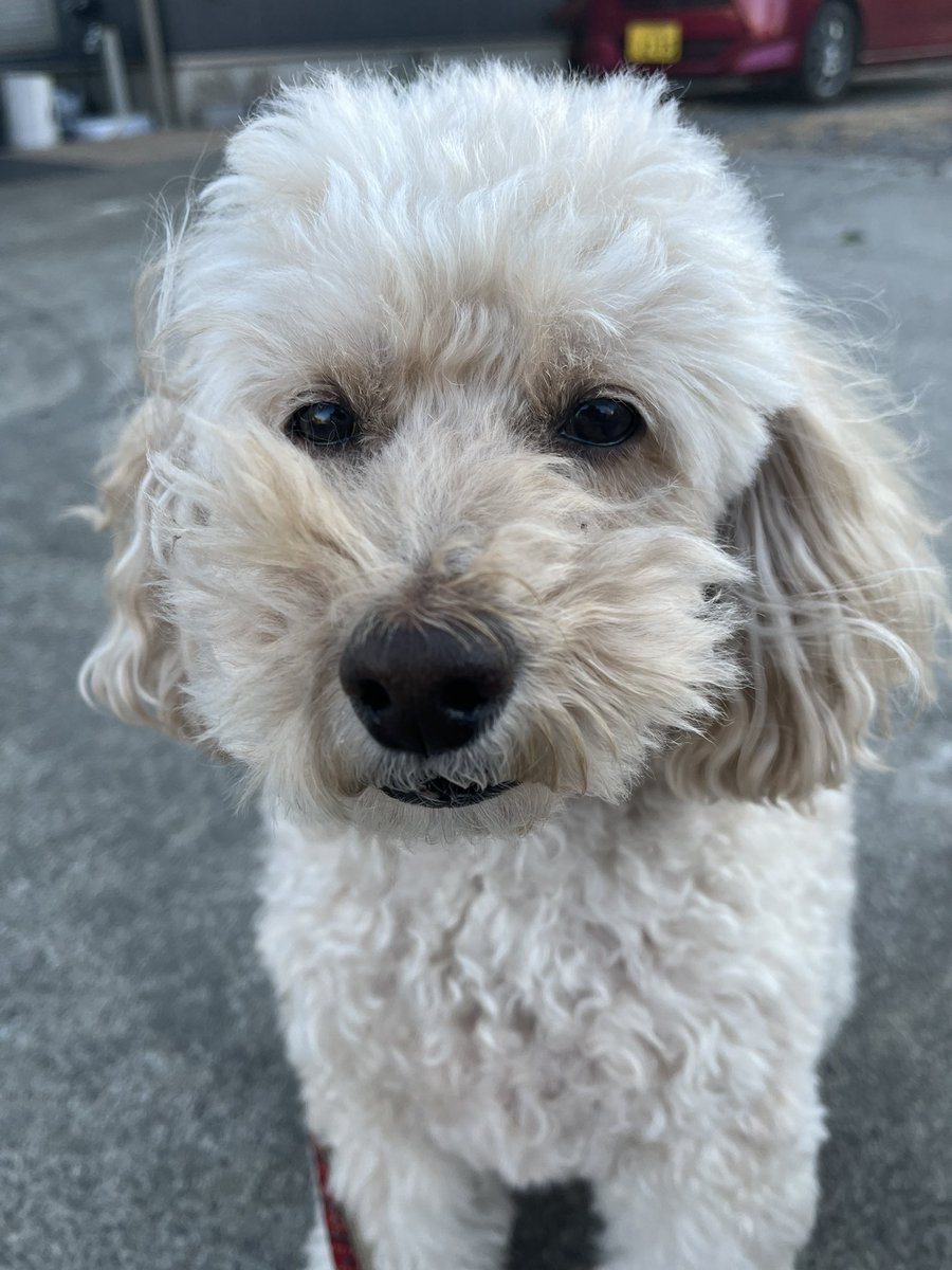 2p4Qg3ZI3jQGQNU's tweet photo. 犬の散歩しながらゴミ拾い活動。
お散歩ピカピカ隊
300回チャレンジ 231回目。

北風が強い朝でした。

今日も皆様良い一日をお過ごしください。

能登半島地震の被災地の皆様が1日も早く安心して暮らせますように。

#ゴミ拾い
#地域貢献
#社会貢献
#SDGs
#PloggingDog
#pickinguptrash https://t.co/cZkabfQLf7