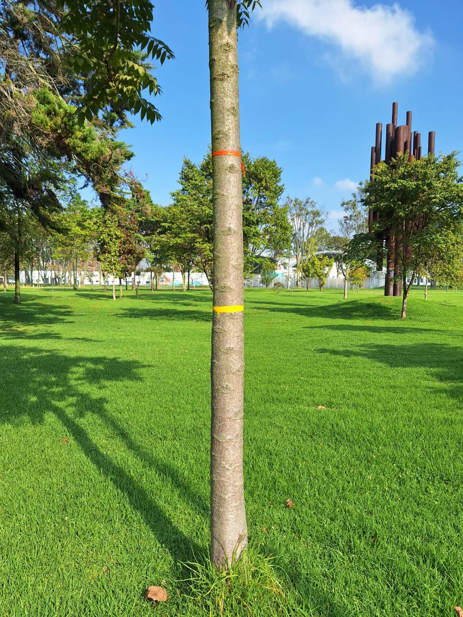 bsalgadonegret's tweet photo. Linking functional traits and demography in cities…. A long- term monitoring project in Bogota and Medellin 🌳💚🌳💚🌳💚 https://t.co/agUiPUm0yL