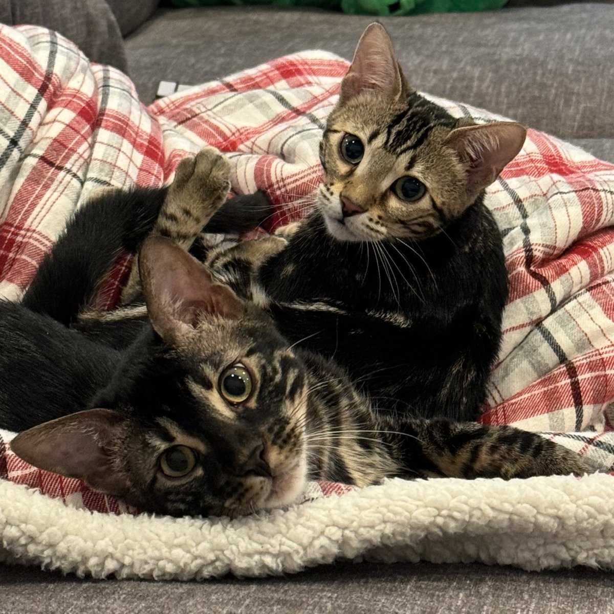 sapnap's tweet photo. kittens. https://t.co/HH6c1S7Fgg