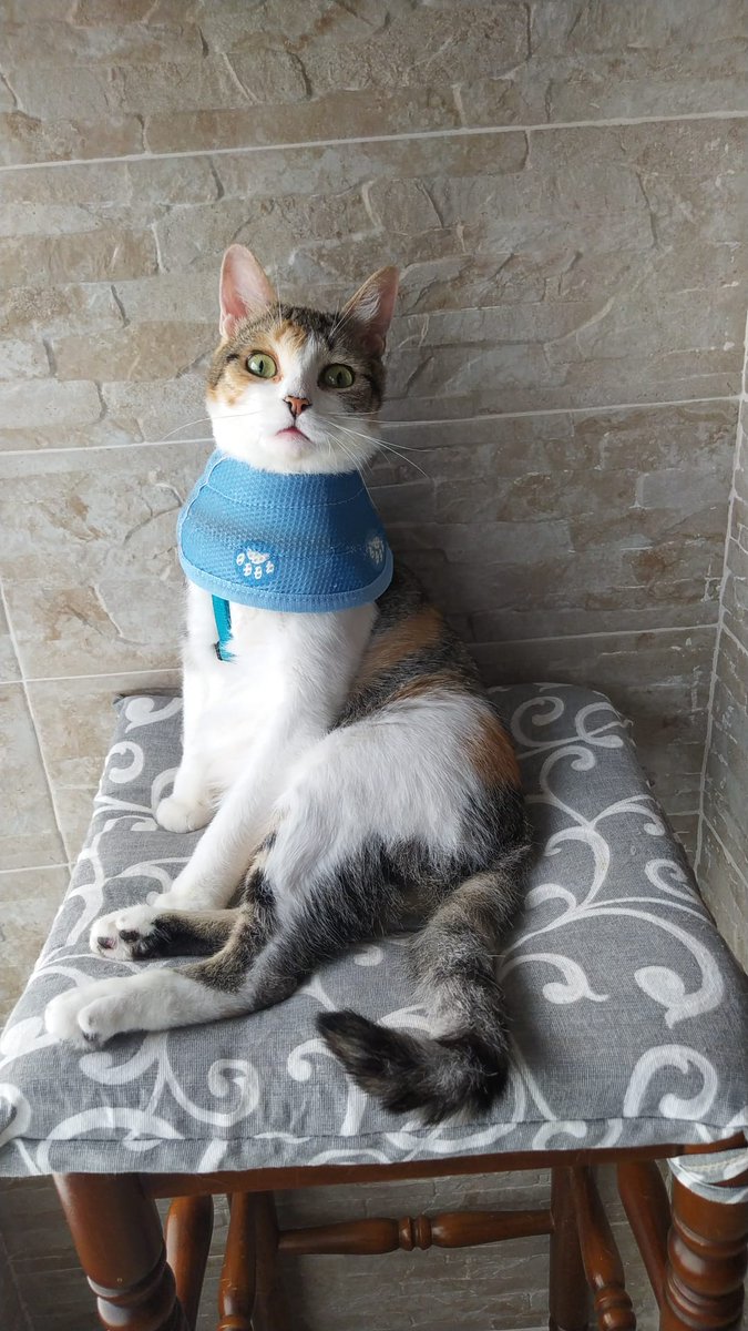 #Balaguer #acollida #adopcio #Urgent #XarxaCatalunyaAdopcions  Aquesta gateta estava sota les mans d'uns irresponsables! Necessitem #adopció! Contacte per DM. S'entrega esterilitzada i vacunada. Doble negativa. Preferiblement llar sense nens.
