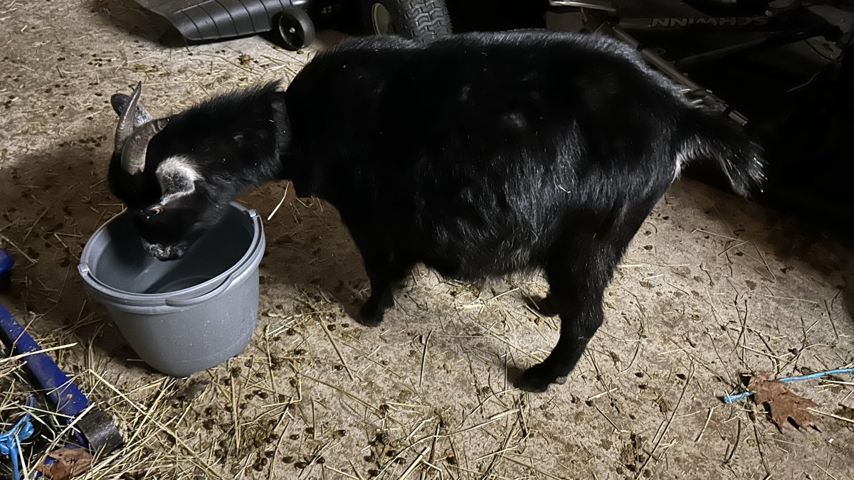 01_Farming's tweet photo. "Meet our diverse goat crew! From sipping cool water to savoring hay, standing tall on a bed of straw, and snuggling for warmth—each goat tells a unique tale at our farm. 🐐💧🍽️🌾 #GoatTales #FarmLife" https://t.co/UPXrtvggBG