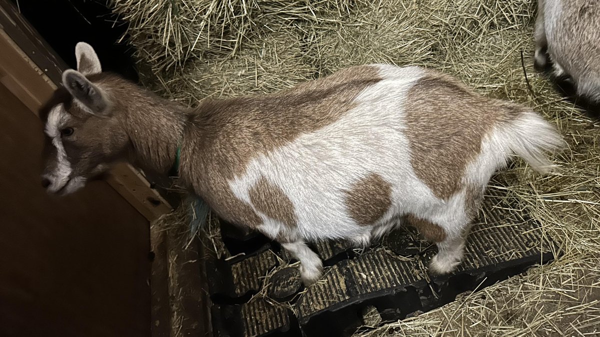 01_Farming's tweet photo. "Meet our diverse goat crew! From sipping cool water to savoring hay, standing tall on a bed of straw, and snuggling for warmth—each goat tells a unique tale at our farm. 🐐💧🍽️🌾 #GoatTales #FarmLife" https://t.co/UPXrtvggBG