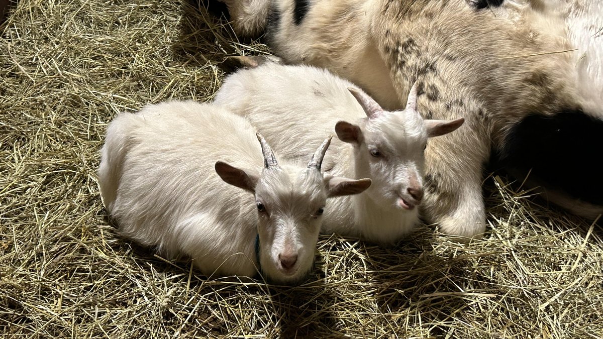 01_Farming's tweet photo. "Meet our diverse goat crew! From sipping cool water to savoring hay, standing tall on a bed of straw, and snuggling for warmth—each goat tells a unique tale at our farm. 🐐💧🍽️🌾 #GoatTales #FarmLife" https://t.co/UPXrtvggBG