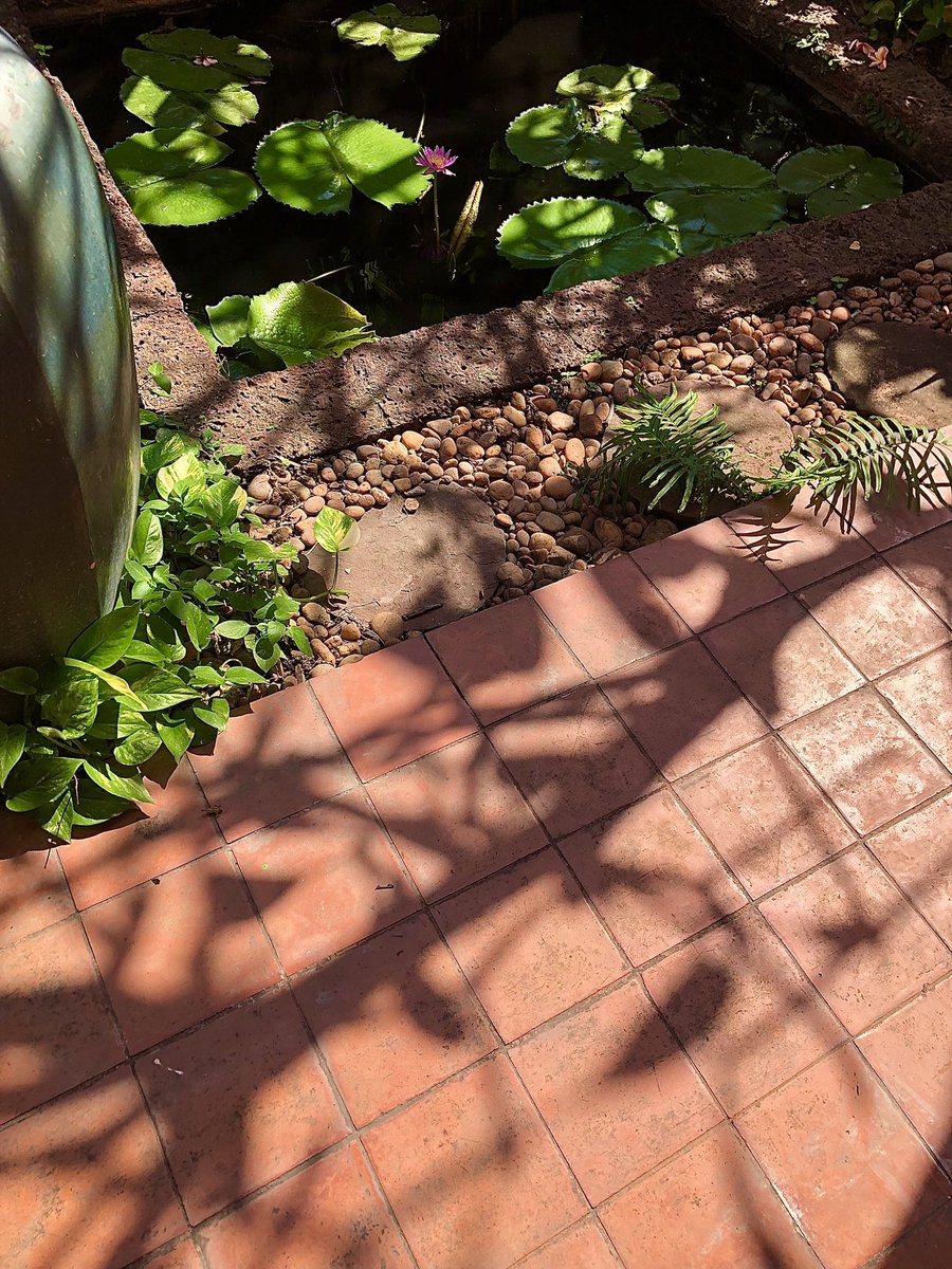 Monet1882's tweet photo. Shade of trees 🪷🍃🌿🌞🌤️❤️😘
#Shadeoftrees 
#Mygarden 
#Lotuspond https://t.co/z0wrXgEXS6