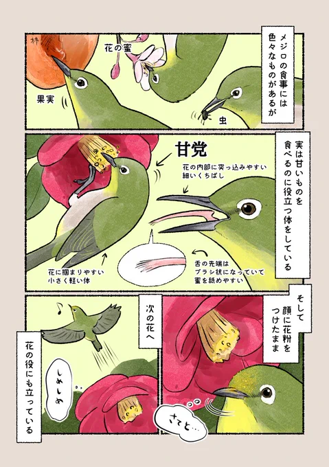 意外と知らない鳥の生活 「甘党の鳥、メジロ」 ツバキの花の蜜など、甘いものが大好きです。