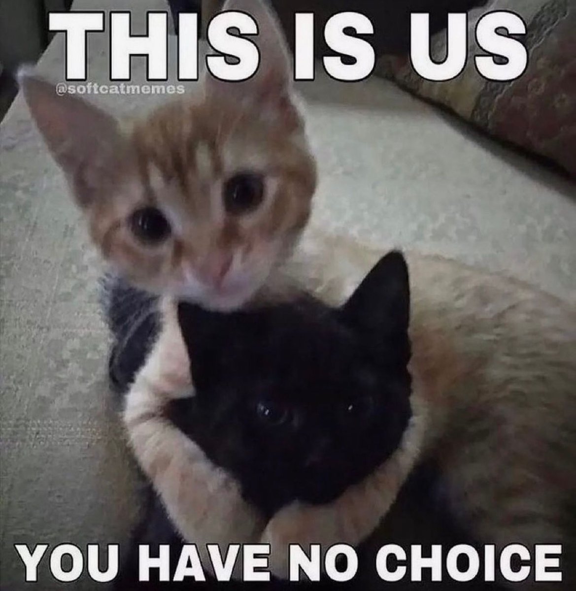 Posts Of Cats (@postsofcats) on Twitter photo 