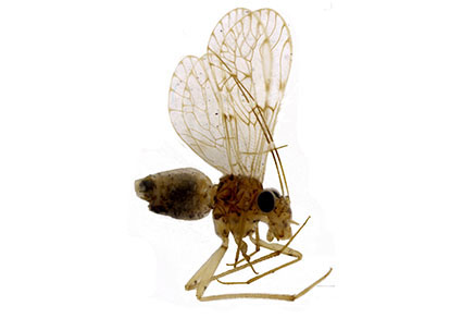 Zootaxa's tweet photo. Synopsis of the Ptiloneuropsis Roesler, 1940 (#Psocodea: ‘Psocoptera’: Ptiloneuridae), with a new cave-dwelling species from #Brazil
--The diagnosis of Ptiloneuropsis is updated, and P. immaculata is redescribed.
https://t.co/Ng32f0Z1nP
#Taxonomy #newspecies https://t.co/sLW8pzUOiI
