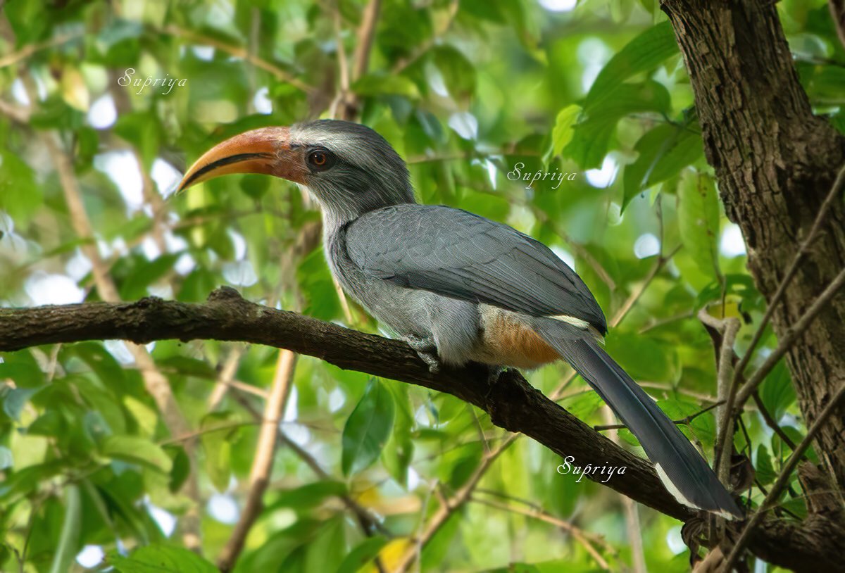 Malabar Grey Hornbill, near Sakleshpur, Karnataka, India 🇮🇳 

Subh Makar Sankranti to everyone 🌾🌾🙏🏻🙏🏻

#MakaraSankranti #MakaraSankranthi #wildlifephotography #birdphotography #BirdsOfTwitter #TwitterNatureCommunity #photooftheday #ThePhotoHour #nature #NaturalBeauty #birding