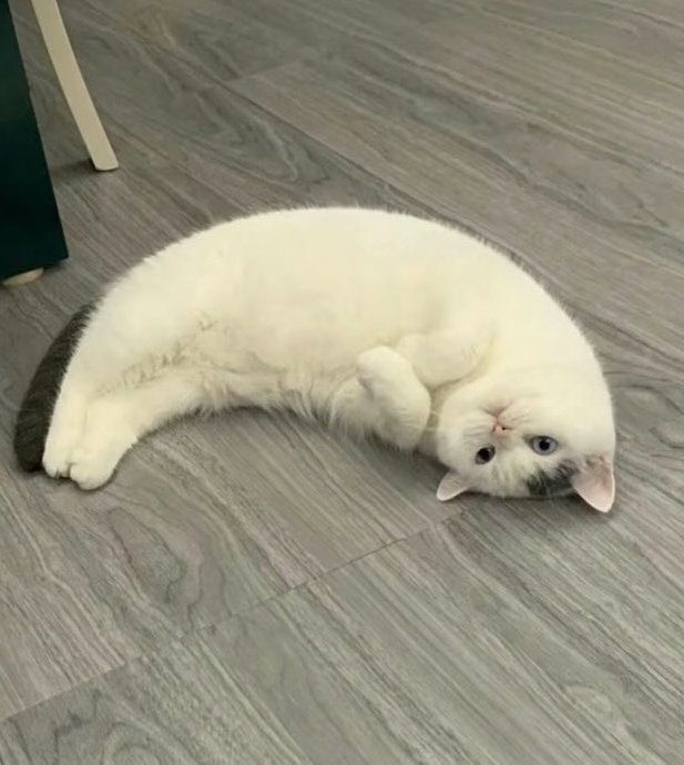 Dont Show Your Cat tweet media