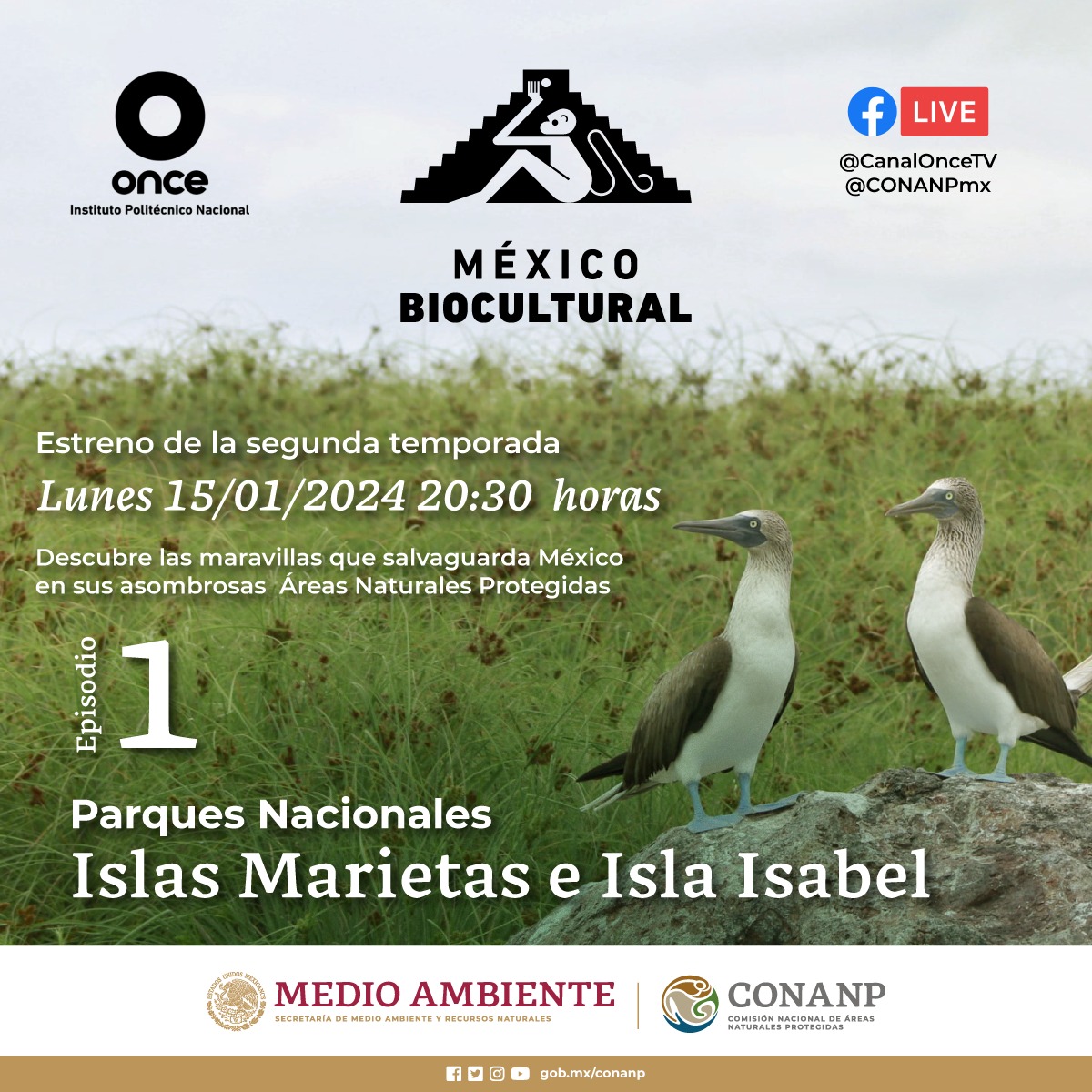 CONANP_mx's tweet photo. ¡Es hoy, es hoy! 🎉
Te invitamos al estreno de la segunda temporada de la serie #MéxicoBiocultural, de @CanalOnceTV y la #Conanp, con el capítulo sobre los Parques Nacionales #IslasMarietas e #IslaIsabel. 🌅
La cita es a las 20:30 horas, en el Canal Once y en #FacebookLive. 🏝️ https://t.co/3ionULR8ag