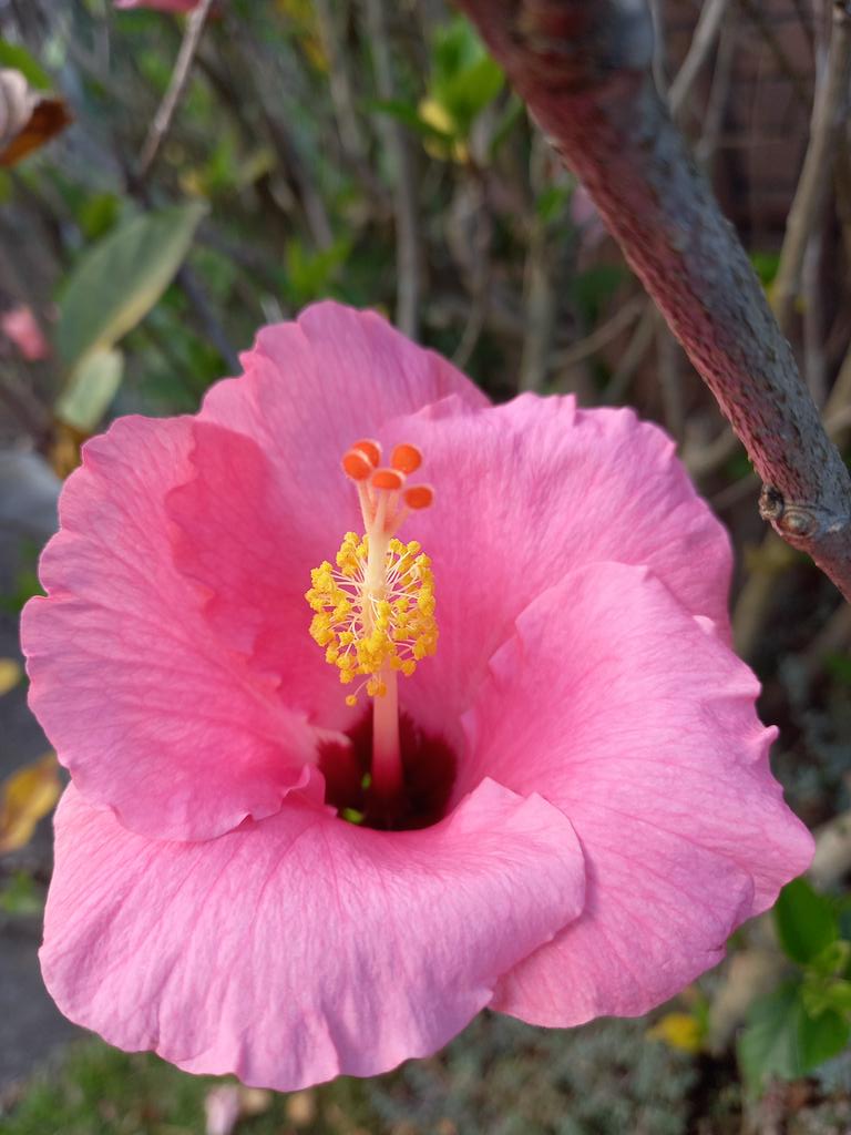 aokautere's tweet photo. Hibiscus 🌺 #flowers #summer #garden #pink @ThePhotoHour https://t.co/wC71Kuq8jr