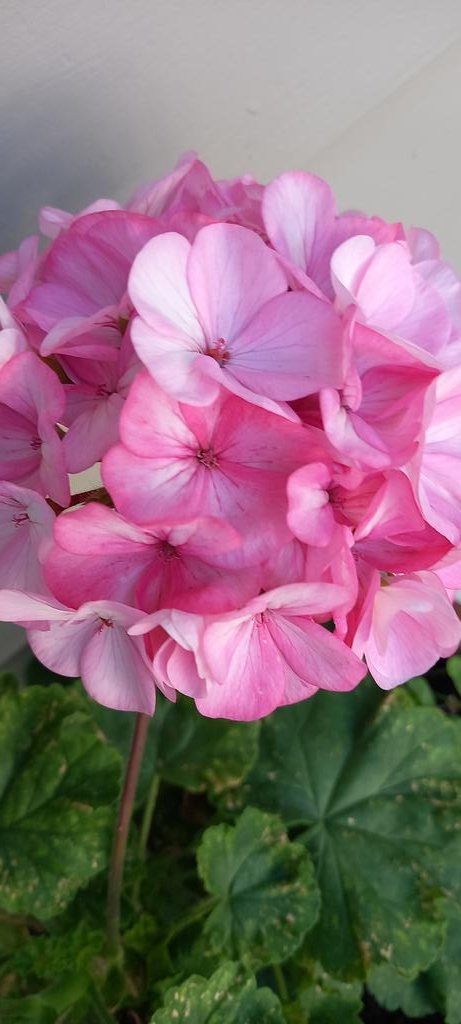 aokautere's tweet photo. #flowers for #Tuesday #summer #gardening #pink @ThePhotoHour https://t.co/5dgc8BPN91