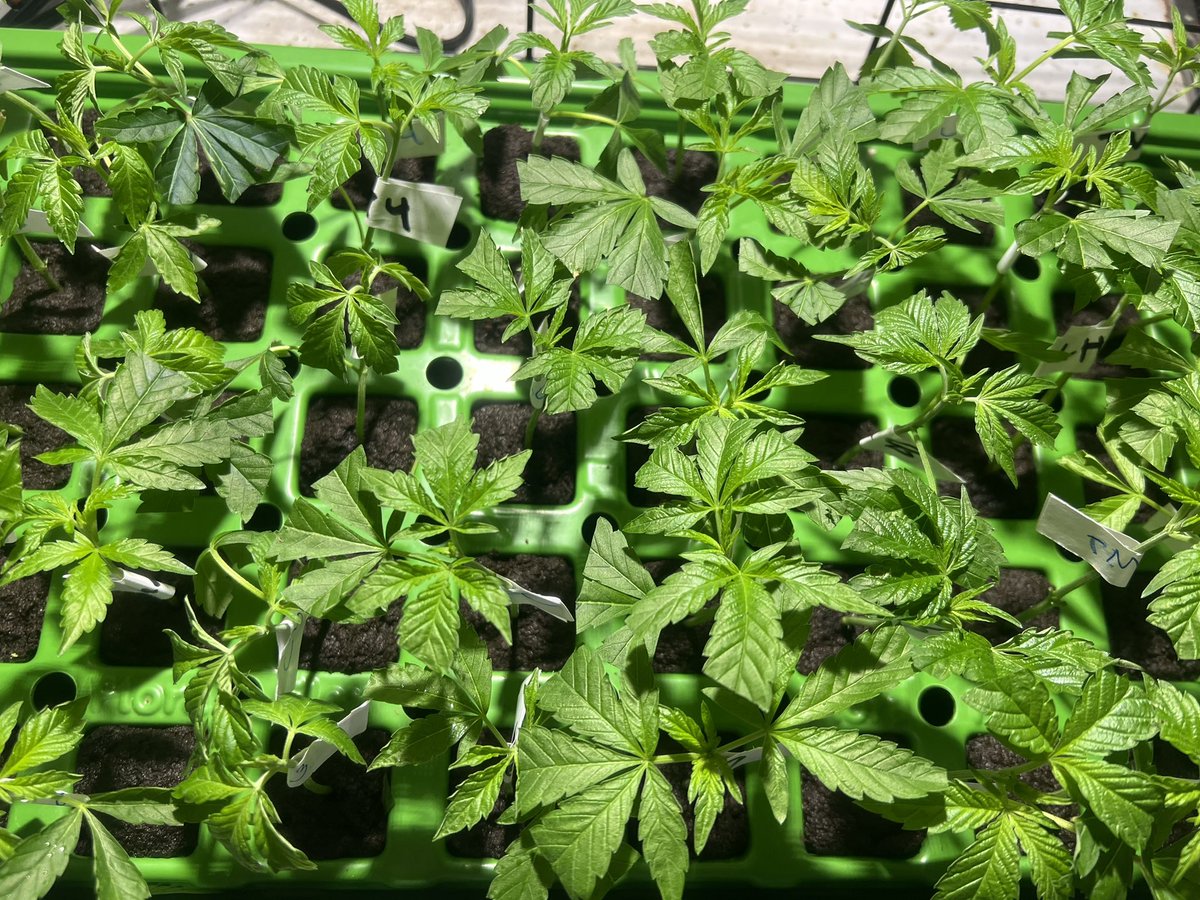 SIK3_one's tweet photo. 🌱Took a few clones today, SWEETS from Karma Genetics, Chem Z from Top Dawg, a few "Lemondrop" and one Permanent Chimera that was ready to clone. Using Root Riot plugs and a Flora Flex cloner.
#thehunt #floraflex #notfromseed #rootriot #growyourown #grows #Kraven https://t.co/Z86gBFXOvD