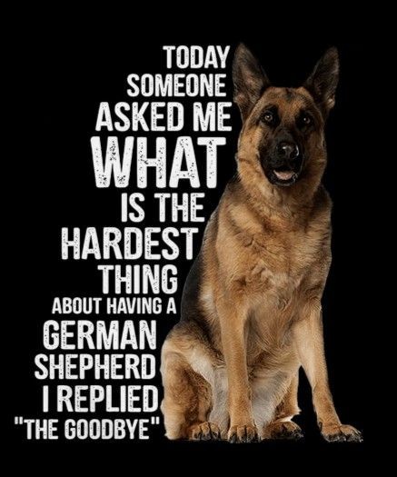 Not to say goodbye to a German Shepherd. 🐾🐕‍🦺

#GermanShepherd #gsd #dogsoftwitter #DiseaseX #Thanksgiving #Suki #lowa #Zara #Sinkie #Piers #Lilibet #Holly #Dara #TheQueen #dogsofx  #LondonStockExchange #dog #dogs #gsddog #gsdpuppies #gsdpuppy #gsdlovers #shepherdlovers1