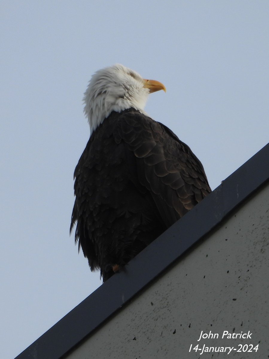 JStCPatrick's tweet photo. Who left a bowling pin on the edge of the roof?

A Bald Eagle at UBC, Vancouver.

#bird @WildAboutVan #baldeagle #UBC #Vancouver #birdwatching #birdsofvancouver #BirdsOfTwitter #bowlingpin #birdphotography #birdofprey https://t.co/Pe0QRfDagE
