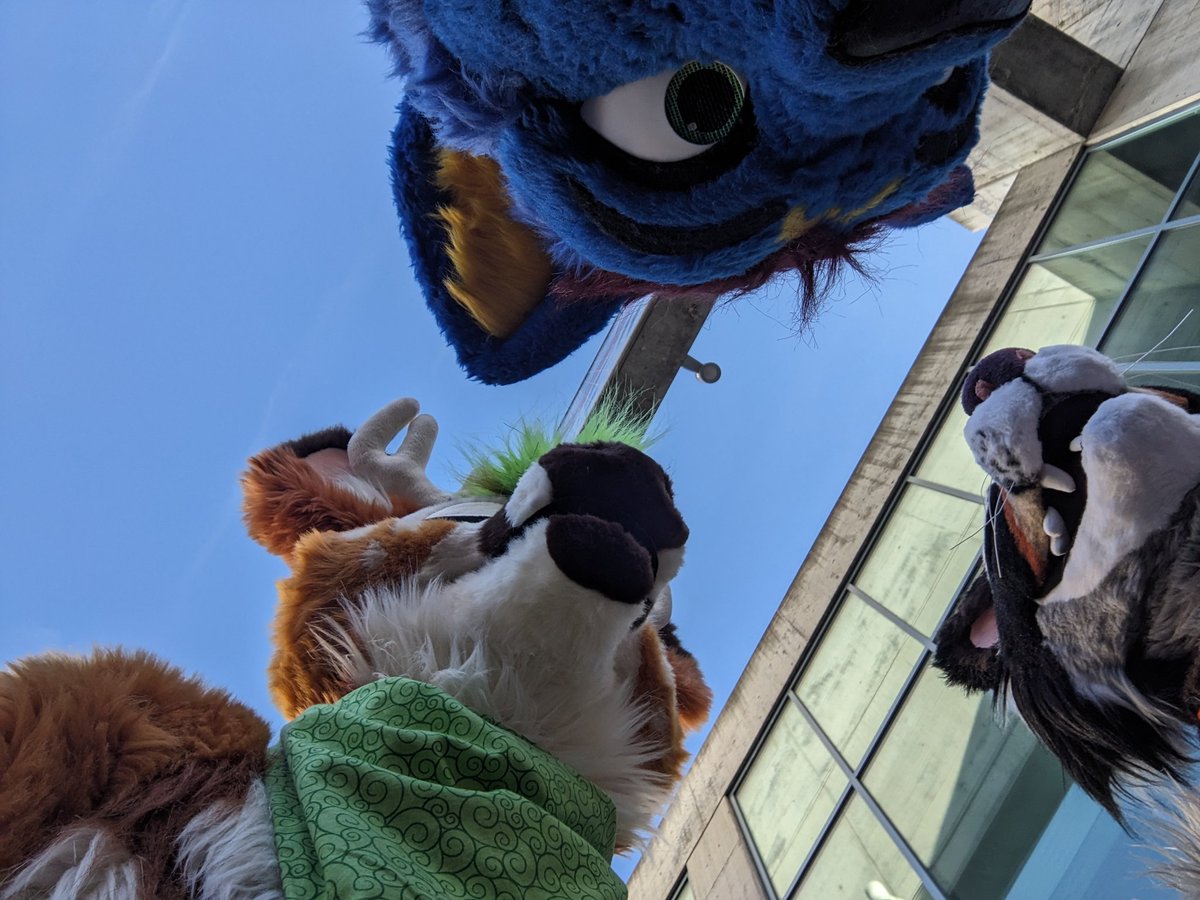 Urbis (Raccoon/Shiba) 🔜 FWA tweet media