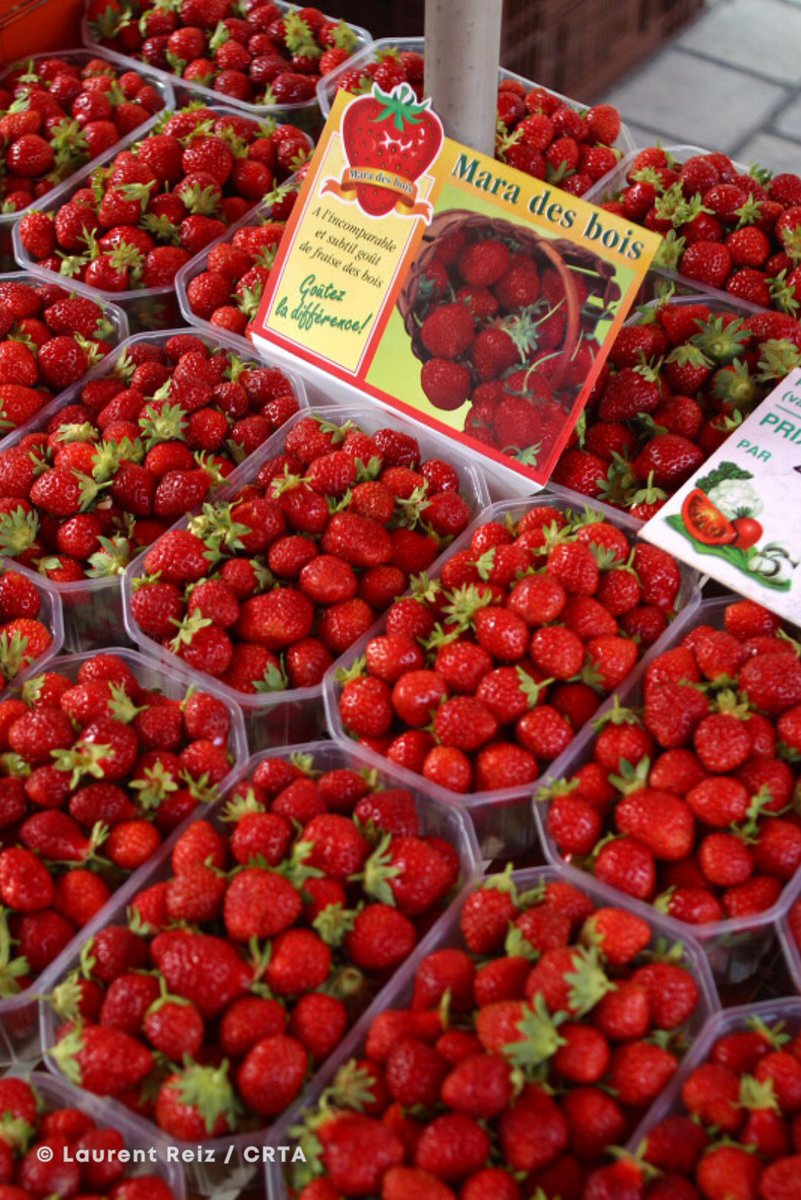 ExploreFranceJP's tweet photo. 🍓今日は #いちごの日 🍓

フランスでも地域によって異なる品種のいちごを味わうことができます💕

ヌーヴェル・アキテーヌ地方のドルドーニュで毎年5月に開催される「いちご祭り」では、直径8メートル、重さ700kgもあるいちごタルトが登場します😲

👉 https://t.co/DQis5XcMPp

#ExploreFrance https://t.co/dUJHhvxfaC