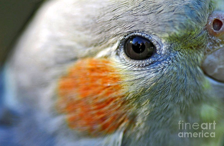 KayeMenner's tweet photo. #Australian #Birds - #Eye Of The #Cockateil Print by Kaye Menner #Photography Wide variety #Prints & lovely #Products at:
https://t.co/RMyIextzN4
#Art #BuyIntoArt #AYearForArt #Artist #FineArtAmerica https://t.co/JishcGkFI9