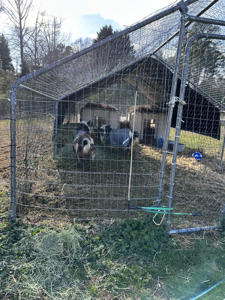 Marquita Jackson (@mjacksonscholar) on Twitter photo With colder weather approaching I spent this fine Sunday preparing our goats Bingo and Rollie! They have fresh bedding, with hay placed on top of the bedding for warmth, and corrugated plastic under a heavy duty tarp!! <a href="/STEMcobb/">Cobb County STEM/STEAM & Innovation Department</a> #girlinthegarden #goatvibes #goatlife With colder weather approaching I spent this fine Sunday preparing our goats Bingo and Rollie! They have fresh bedding, with hay placed on top of the bedding for warmth, and corrugated plastic under a heavy duty tarp!! <a href="/STEMcobb/">Cobb County STEM/STEAM & Innovation Department</a> #girlinthegarden #goatvibes #goatlife