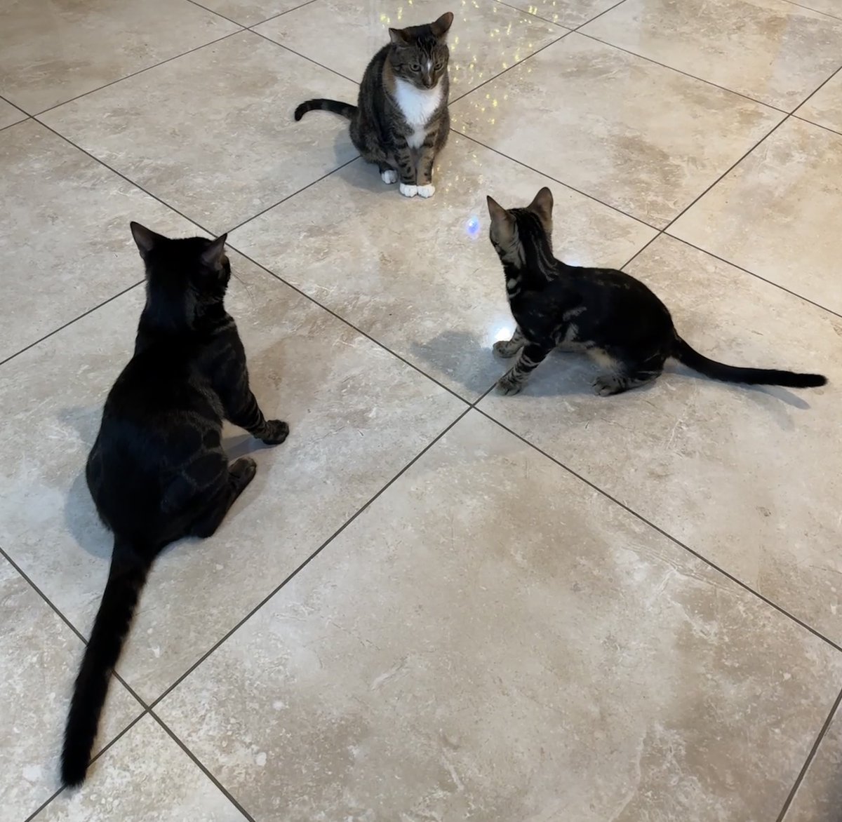 GeorgeNotFound's tweet photo. @sapnap kitten standoff https://t.co/Dfv8cZMaJY