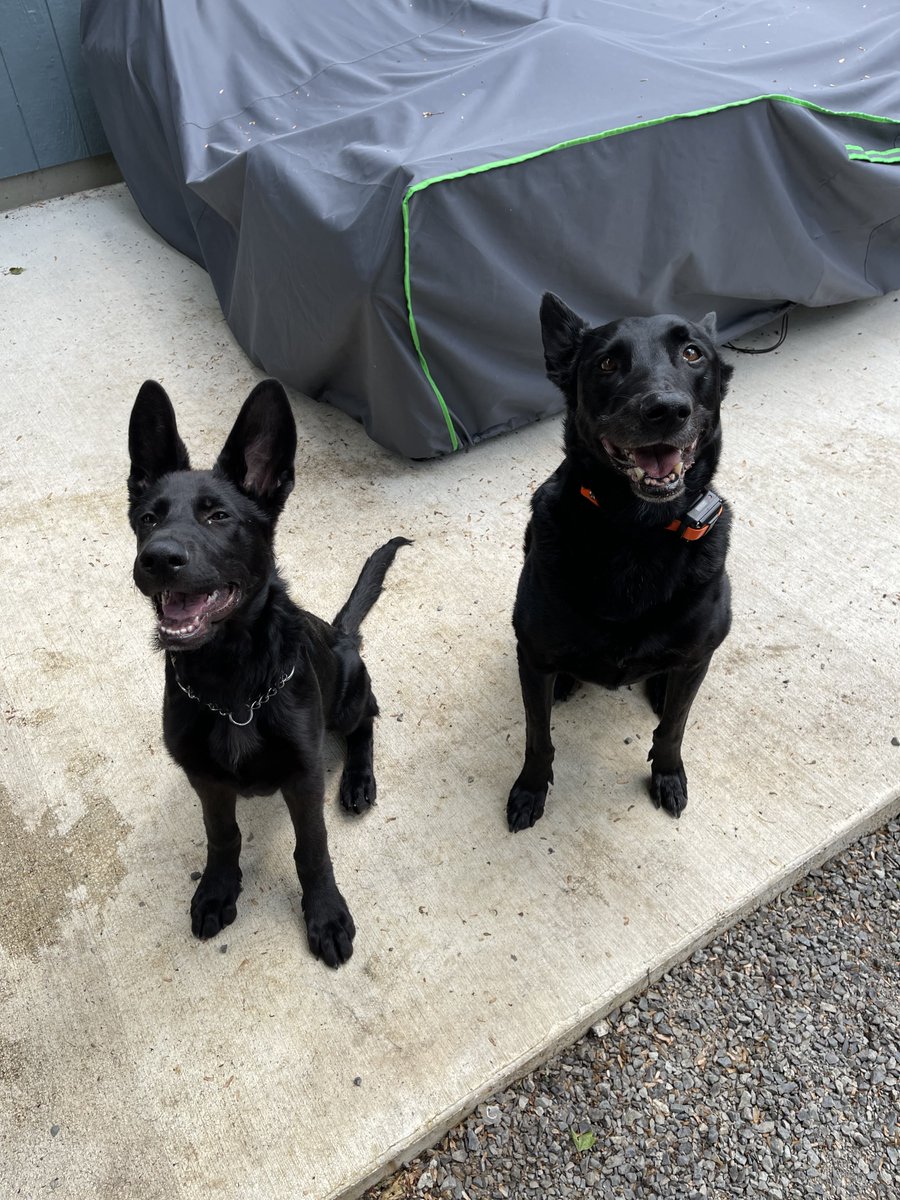 SicShotsNW's tweet photo. Happy 3rd Birthday Eli! It may be 5 months until your gotcha day but we’re lucky enough to know your birthday. #GermanShepherd #rescueddogs #happywoofday #dogsoftwitch #blackdogs https://t.co/wjWd2O3hZS