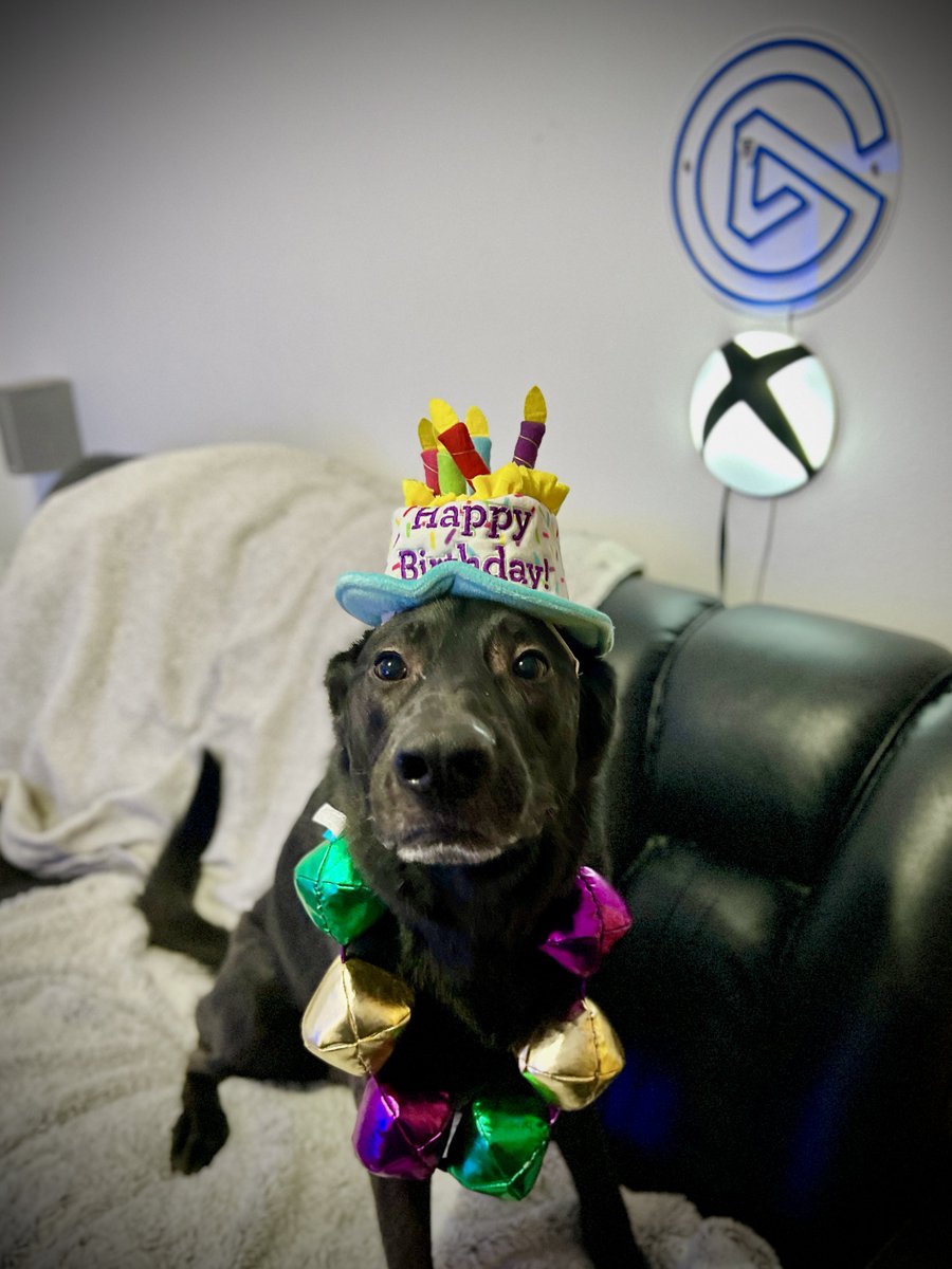 SicShotsNW's tweet photo. Happy 3rd Birthday Eli! It may be 5 months until your gotcha day but we’re lucky enough to know your birthday. #GermanShepherd #rescueddogs #happywoofday #dogsoftwitch #blackdogs https://t.co/wjWd2O3hZS
