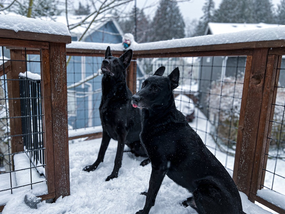 SicShotsNW's tweet photo. Happy 3rd Birthday Eli! It may be 5 months until your gotcha day but we’re lucky enough to know your birthday. #GermanShepherd #rescueddogs #happywoofday #dogsoftwitch #blackdogs https://t.co/wjWd2O3hZS