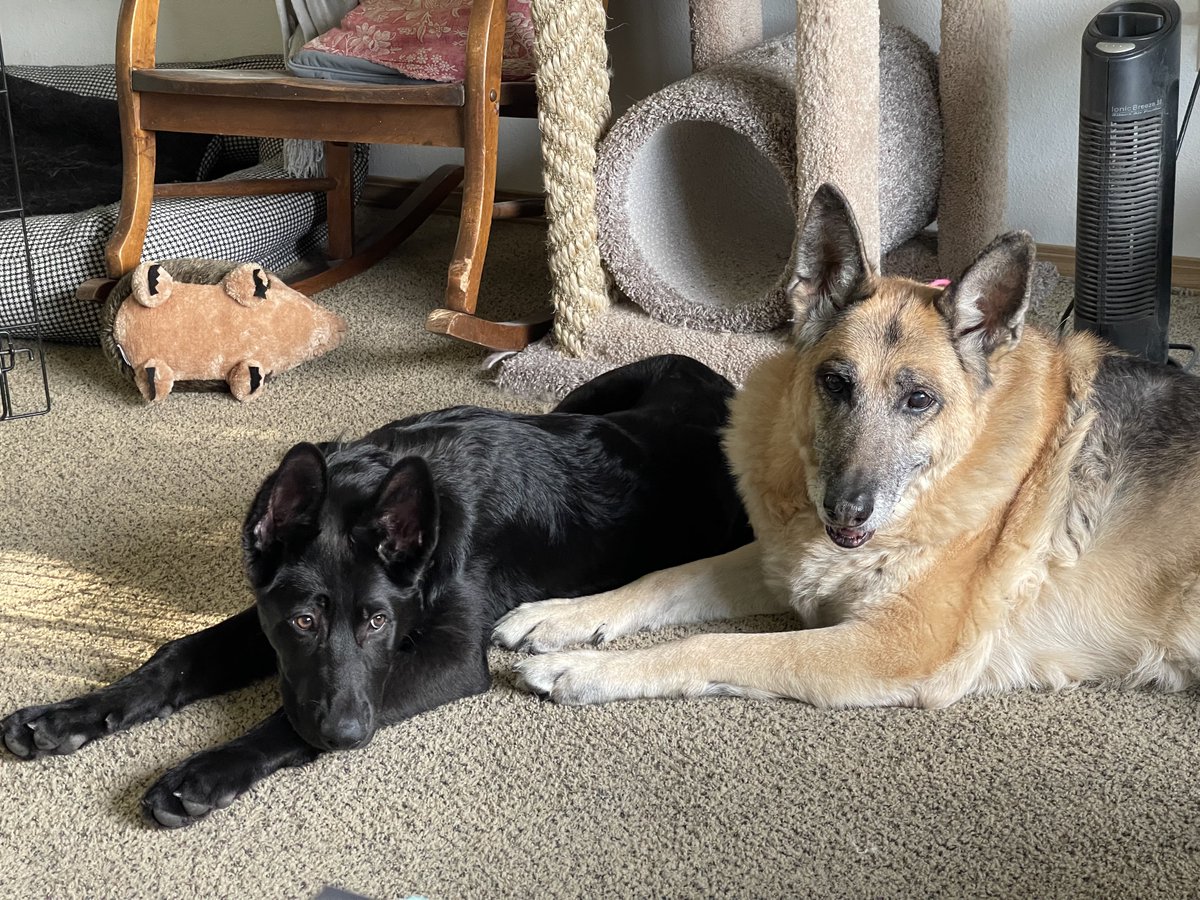 SicShotsNW's tweet photo. Happy 3rd Birthday Eli! It may be 5 months until your gotcha day but we’re lucky enough to know your birthday. #GermanShepherd #rescueddogs #happywoofday #dogsoftwitch #blackdogs https://t.co/wjWd2O3hZS