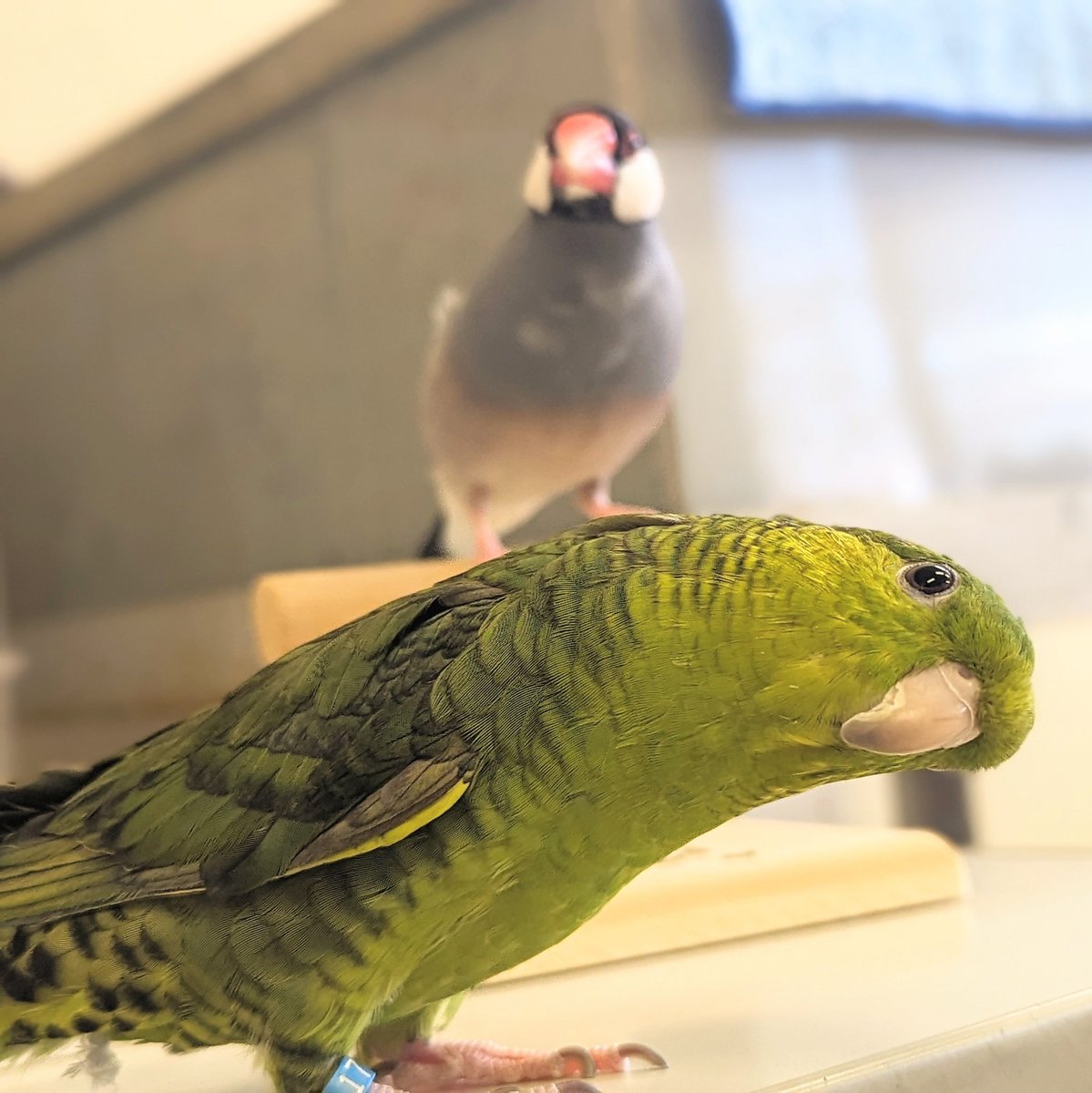 進捗いかがですか×2
#もずく次長
#めかぶ部長