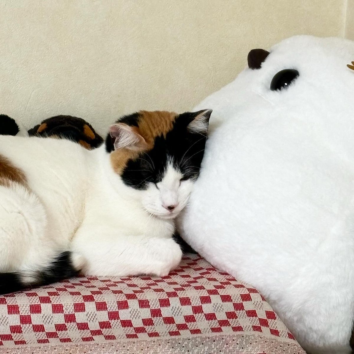 Color_0916's tweet photo. シマエナガといろちゃん
すやすや寝てる(*˘꒳​˘*)
#三毛猫 #元保護猫 https://t.co/eV0TQvEtbX