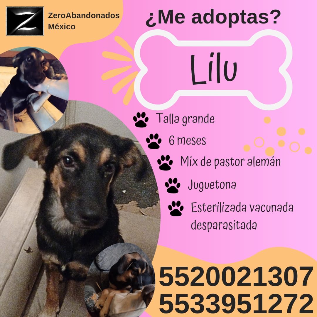 Paola Izquierdo (@apaolaizquierdo) on Twitter photo Adopta a esta ternura en <a href="/ZeroAbandonados/">ZeroAbandonados</a>. Datos en la imagen. Mi querida amiga Teresina es la directora. #AdopciónResponsable #AdopciónAmorosa Adopta a esta ternura en <a href="/ZeroAbandonados/">ZeroAbandonados</a>. Datos en la imagen. Mi querida amiga Teresina es la directora. #AdopciónResponsable #AdopciónAmorosa