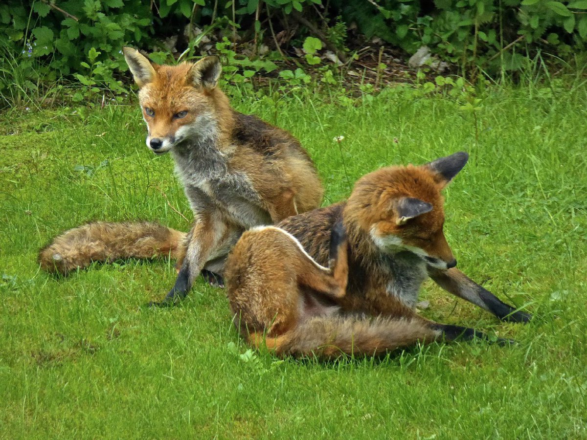 Hourlyfoxes tweet media