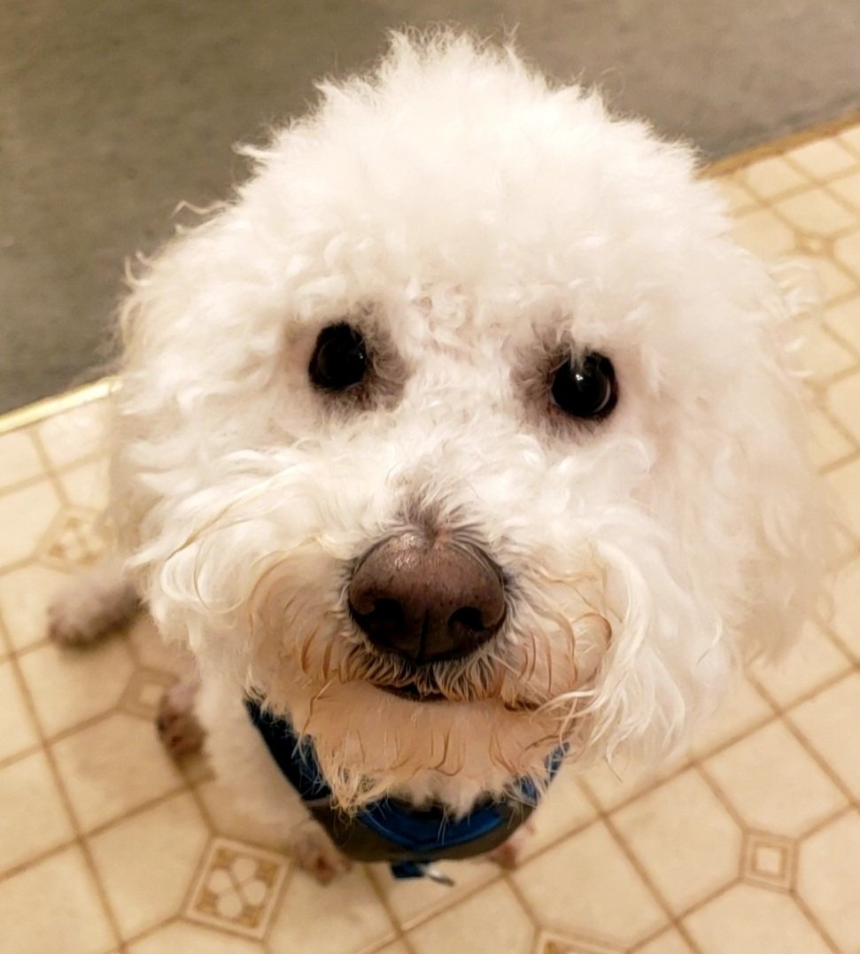 SonOfABichon's tweet photo. Dis is da face of a doggy begging for appul
#dogsoftwitter #dogs #nummies https://t.co/rqikoFYrqS