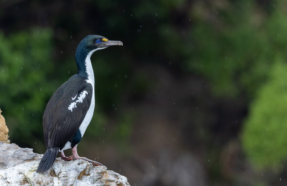Fewer than 1,000 King Shags exist in the world, entirely on the islands of the Marlborough Sounds of New Zealand.