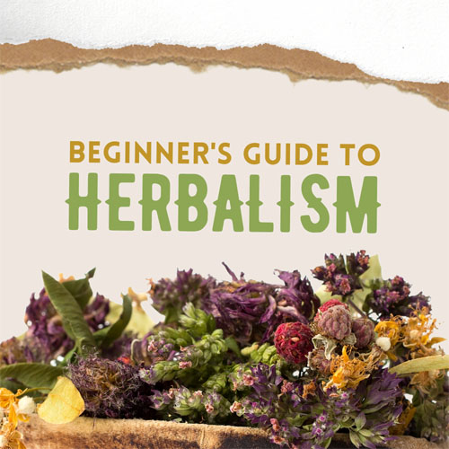 Cryptoreaperrr's tweet photo. Herbalism Course 🔥🔥
https://t.co/KzuWtMBq1F https://t.co/xMeAGsYLn5