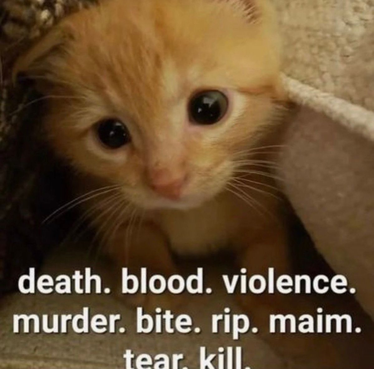PostsOfCats's tweet photo. https://t.co/6Nl8movCSq