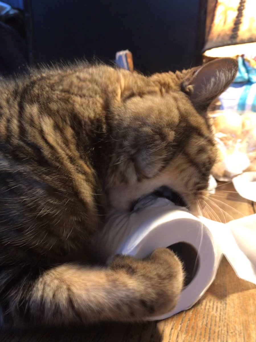 SifuFirst's tweet photo. @cheriofhilarion Uke was bored.😻 https://t.co/vPX0XmT3Zv