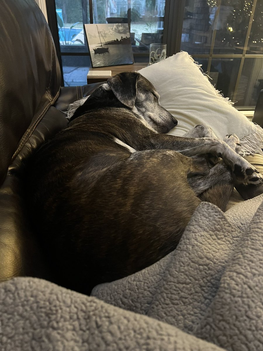 <a href="/kendramiddleton/"></a> This is Finn and he has seizures. Bless his ass he’s such a good boy.