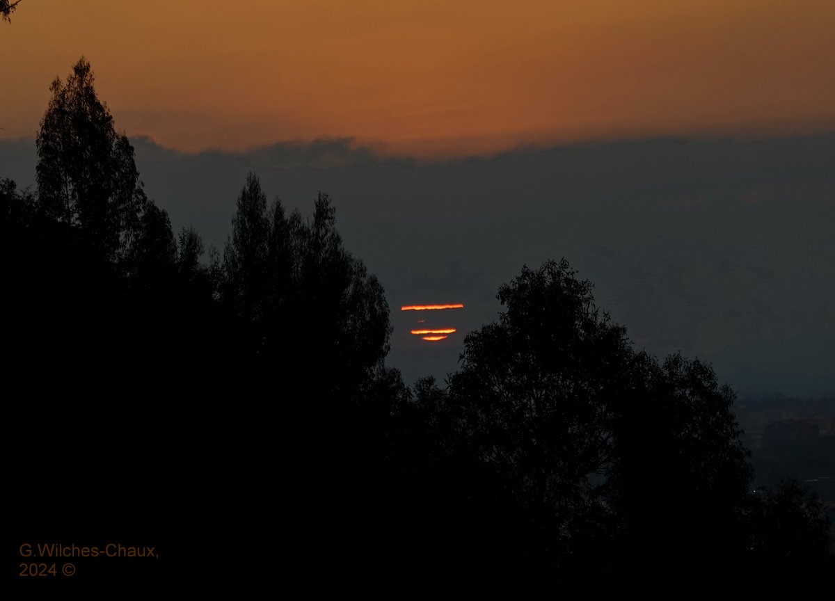 wilcheschaux tweet media