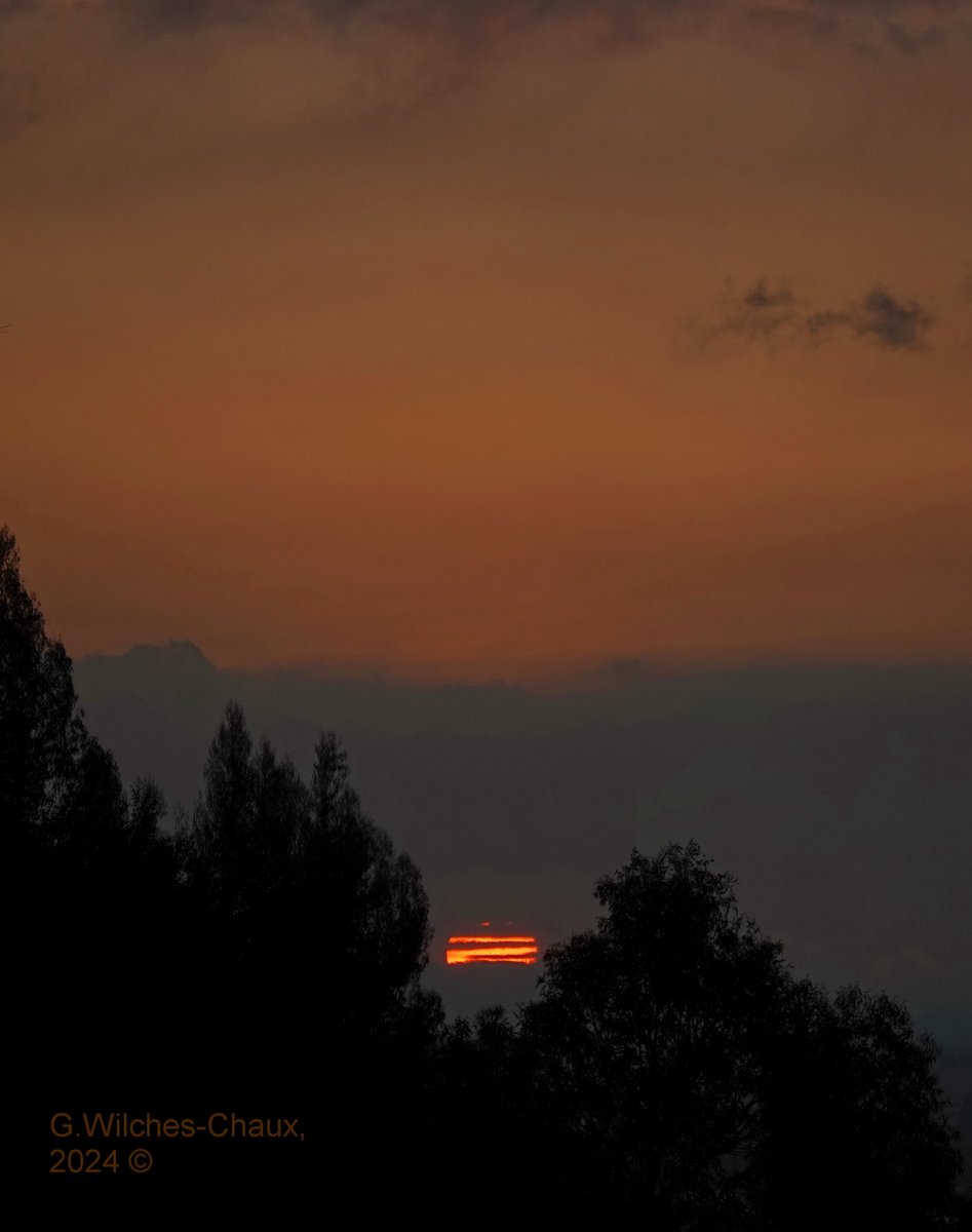 wilcheschaux tweet media