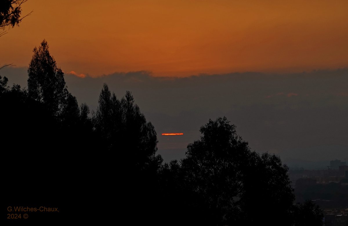 wilcheschaux tweet media