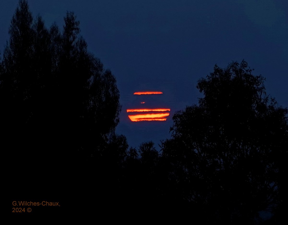 wilcheschaux tweet media