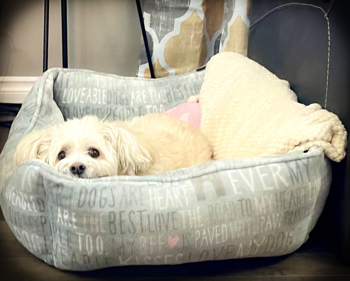daisy_pom's tweet photo. Friends, it’s our 5th day of -40s Celsius! I even have to do my business in my boots & coat due to the cold! Mom also goes to carry me to my exact spot & back in to be cuddled until I warm up! I think she loves me!❤️
#dogsoftwitter #dogsofX #dogs #Alberta #freezingmyassoff https://t.co/k1kyuqtLoU