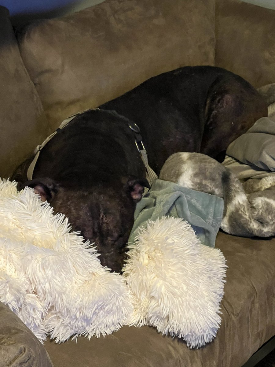 MiracleLnResq's tweet photo. For anyone who knew Gina at #MACC, she is living her #bestlife at her #fostertoadopt home. She is loved, and she is #homeforgood.
#186508NoMore #Gina https://t.co/Yt2DB9alxA