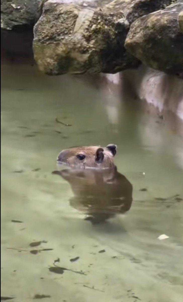 rosiearerroses's tweet photo. jennie siendo una capibara 

hilo https://t.co/SAcurklcDD