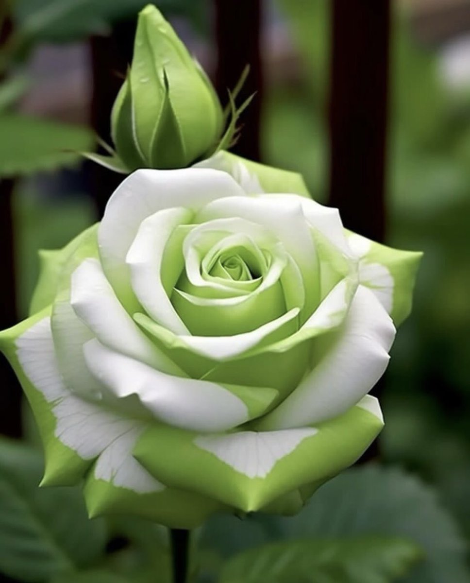 نسمات الفجر رائعة عندما يحتضنها برد الشتاء، اللهم اجعل لي ولأحبتي في هذا الصباح من كل هم فرج ومن كل ضيق مخرج.

🌻🌿صباح الخير 🌿🌻