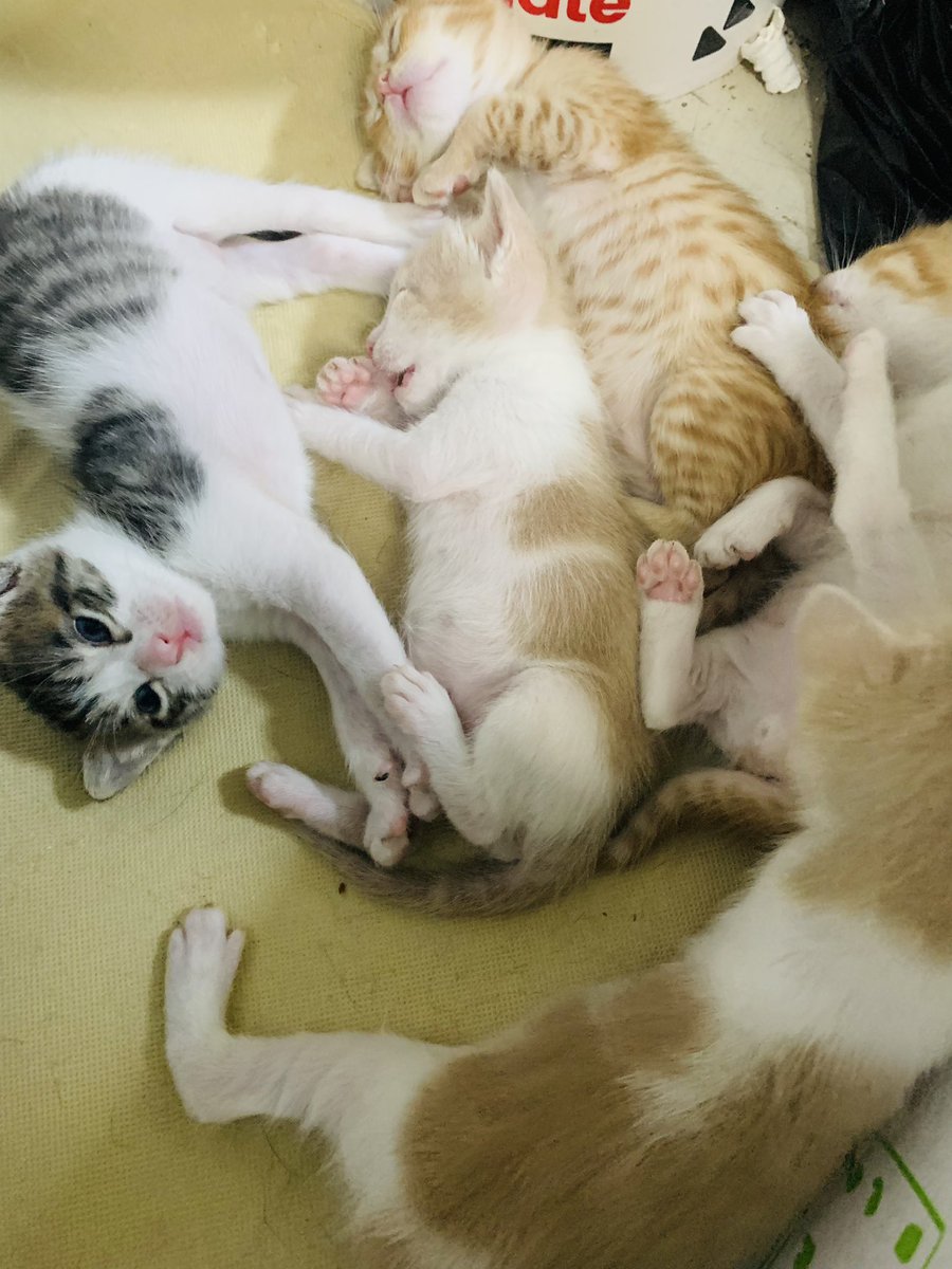 mashazeta's tweet photo. Los babys crecen, pronto podrán ser adoptados! Miren lo bellos que son! 😍
¿Quién dijo yo? https://t.co/xvkAsupJYy
